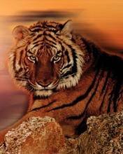 pic for Tiger Sunset